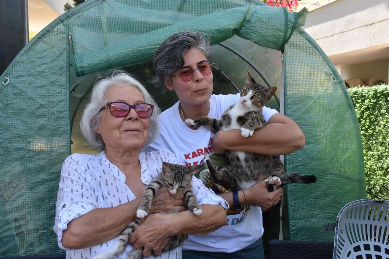 Erkek kedi doğum yaptı! 6 milyonda bir görülüyor 3